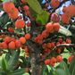 Imbe (Garcinia livingstonei)
