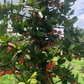 Imbe (Garcinia livingstonei)