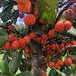 Imbe (Garcinia livingstonei)