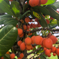 Imbe (Garcinia livingstonei)