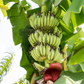 Banana 'Kokopo' (Musa acuminata)