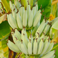 Banana 'Kokopo' (Musa acuminata)