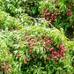 Lychee 'Brewster' (Litchi chinensis)