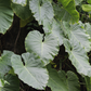 Malanga (Xanthosoma sagittifolium)