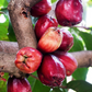 Malay Apple (Syzygium malaccense)