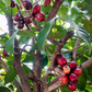 Malay Apple (Syzygium malaccense)