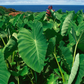 Taro 'Chinese Bun Long' (Colocasia esculenta)