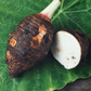 Taro 'Chinese Bun Long' (Colocasia esculenta)