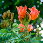 African Tulip Tree, Jamaican Donkey Pee Pee  (Spathodea campanulata)