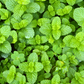 Spearmint (Mentha spicata)