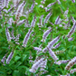 Spearmint (Mentha spicata)