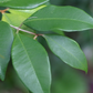 Spice Wood (Myrcia neopallens, syn. Calyptranthes pallens)