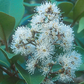 Spice Wood (Myrcia neopallens, syn. Calyptranthes pallens)