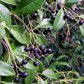 Spice Wood (Myrcia neopallens, syn. Calyptranthes pallens)