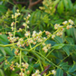 June Plum (Spondias dulcis)