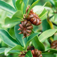 Star Anise (Illicium verum)