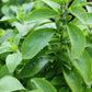 Stevia (Stevia rebaudiana)