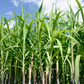 Sugar Cane 'Don Cinco'
