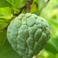 Sugar Apple 'Na Dai' (Annona squamosa L)