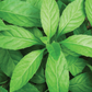 Summer Greens Bundle: Malabar Spinach, Molokhia, Longevity Spinach & Lagos Spinach