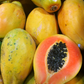 Sunset Solo Papaya (Carica papaya)