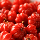 Surinam Cherry (Eugenia uniflora)
