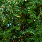 Surinam Cherry (Eugenia uniflora)