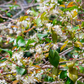 Surinam Cherry (Eugenia uniflora)