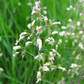 Sweetgrass (Hierochloe odorata)