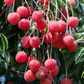 Lychee 'Sweetheart' (Litchi chinensis)