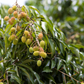 Lychee 'Sweetheart' (Litchi chinensis)