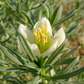 Syrian Rue (Peganum harmala)