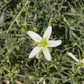 Syrian Rue (Peganum harmala)