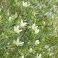 Syrian Rue (Peganum harmala)
