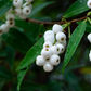 Samet, Phak Mek (Syzygium gratum)