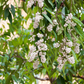 Samet, Phak Mek (Syzygium gratum)