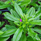 Java Ginseng (Talinum paniculatum)