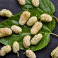 Mulberry 'Tehama' White (Morus alba)