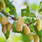 Mulberry 'Tehama' White (Morus alba)