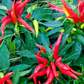 Thai Chili (Capsicum annuum)