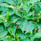 Thai Chili (Capsicum annuum)