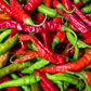 Thai Chili (Capsicum annuum)