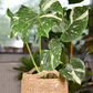 Monstera 'Thai Constellation' (Monstera deliciosa)