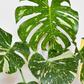 Monstera 'Thai Constellation' (Monstera deliciosa)