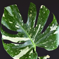 Monstera 'Thai Constellation' (Monstera deliciosa)