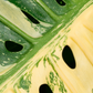 Monstera 'Thai Constellation' (Monstera deliciosa)