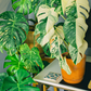 Monstera 'Thai Constellation' (Monstera deliciosa)