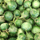 Thai Eggplant (Solanum melongena)