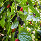 Mulberry 'Everbearing' (Morus nigra)