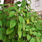 Toilet Paper Plant (Plectranthus barbatus)